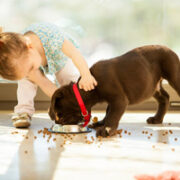 Puppy Eating